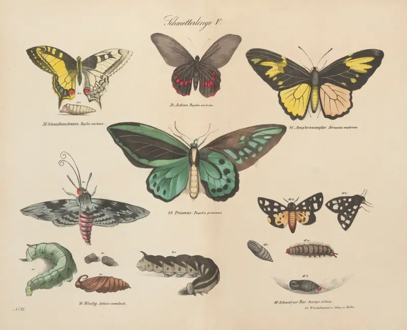 Zoologisk atlas i 45 planscher, plansch 45 av D. E. Friedlein