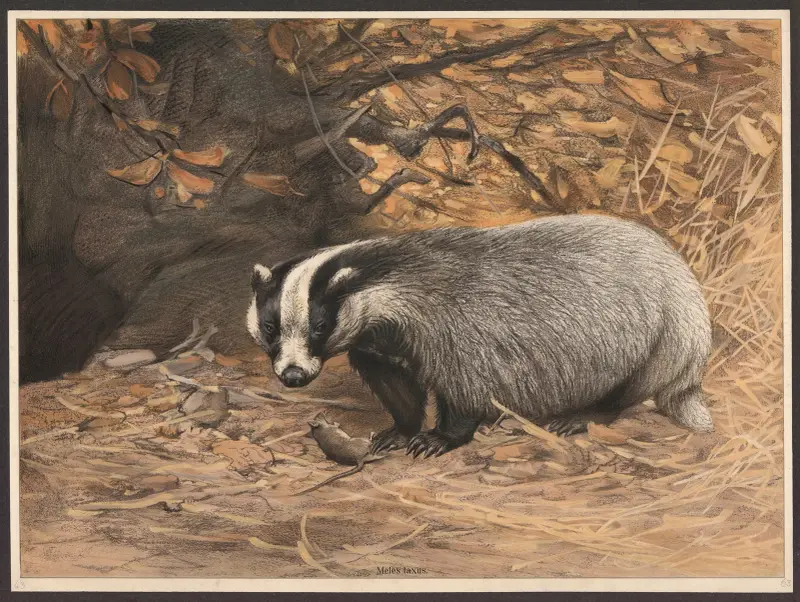 Grävling (Meles taxus) av F. E. Wachsmuth