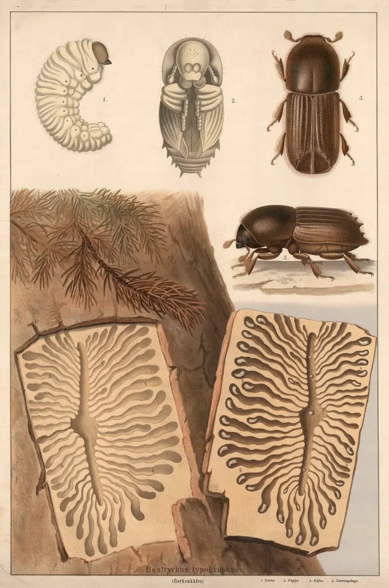 Barkborre (Bostrychus typographus) av F. E. Wachsmuth