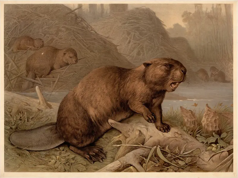 Biber (Castor fiber) von F. E. Wachsmuth