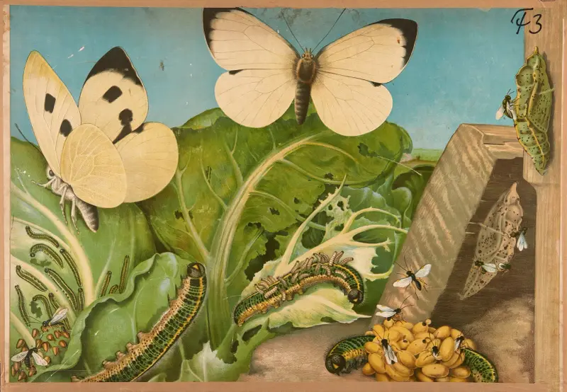Cabbage butterfly von F. E. Wachsmuth