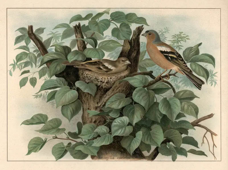 Chaffinch (Fringilla coelebs) von F. E. Wachsmuth