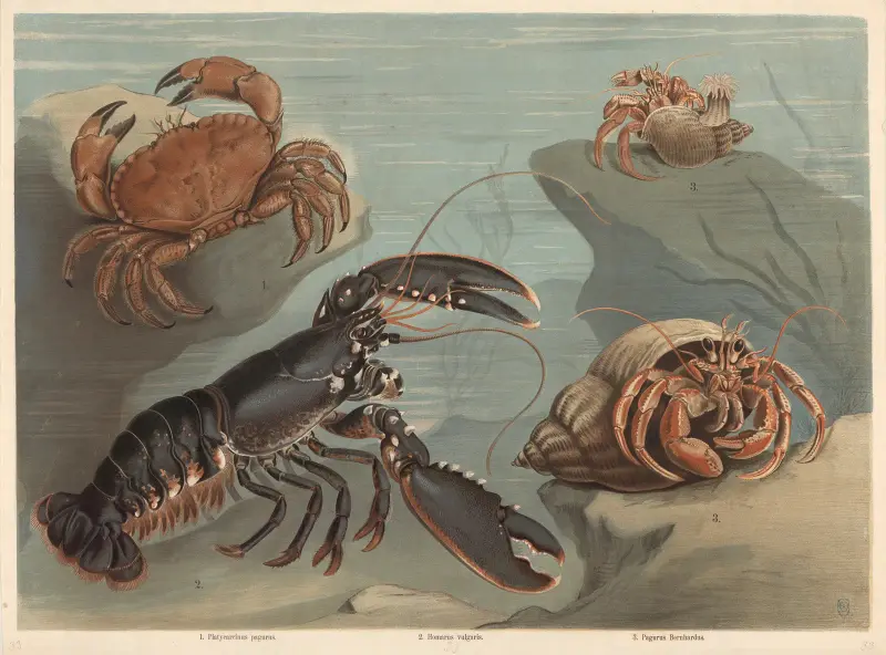 Crab (Platycarcinus pagurus), Lobster (Homarus vulgaris), Hermit crab (Pagurus Bernhardus) av F. E. Wachsmuth