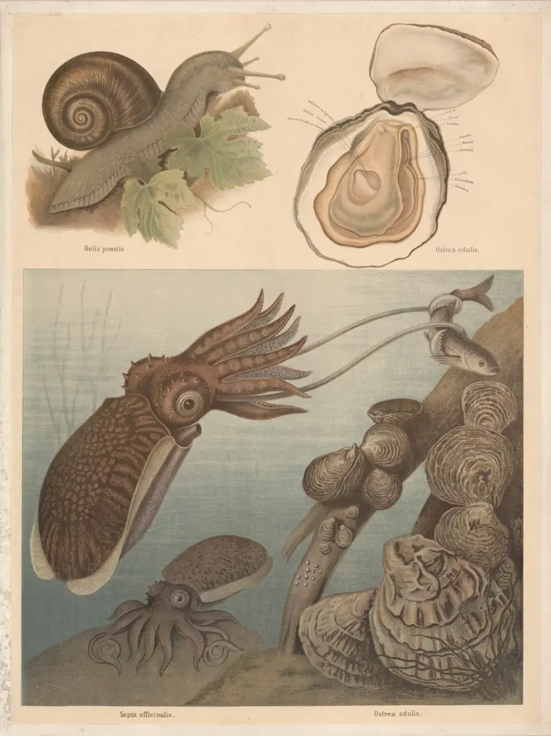 Sépie obecná (Sepia officinalis), ústřice jedlá (Ostrea edulis), F. E. Wachsmuth