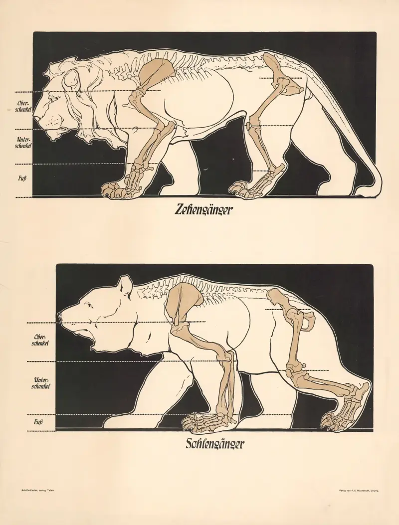 Digitigrade, Plantigrade von F. E. Wachsmuth