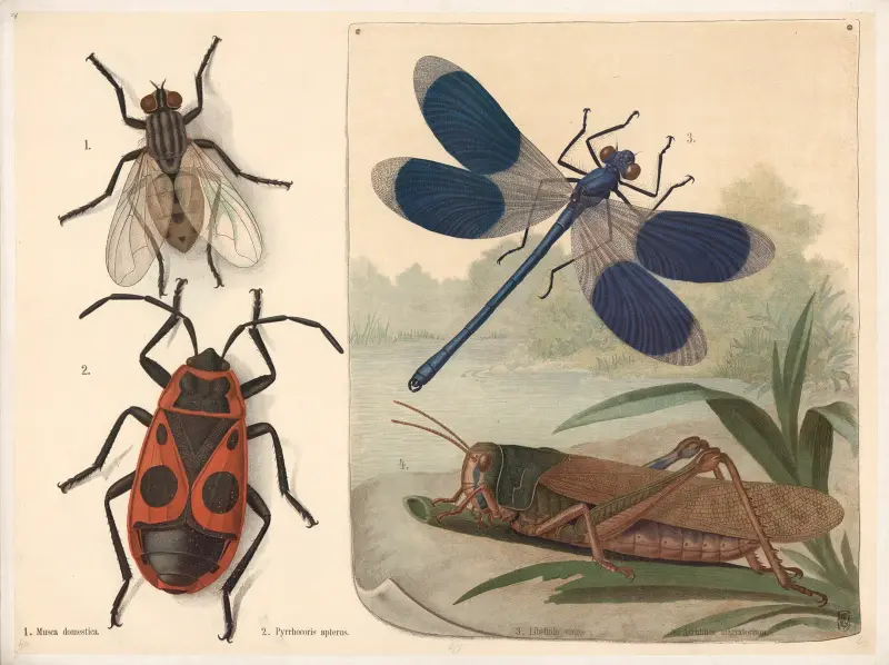 Fly, ladybug, dragonfly, and grasshopper av F. E. Wachsmuth