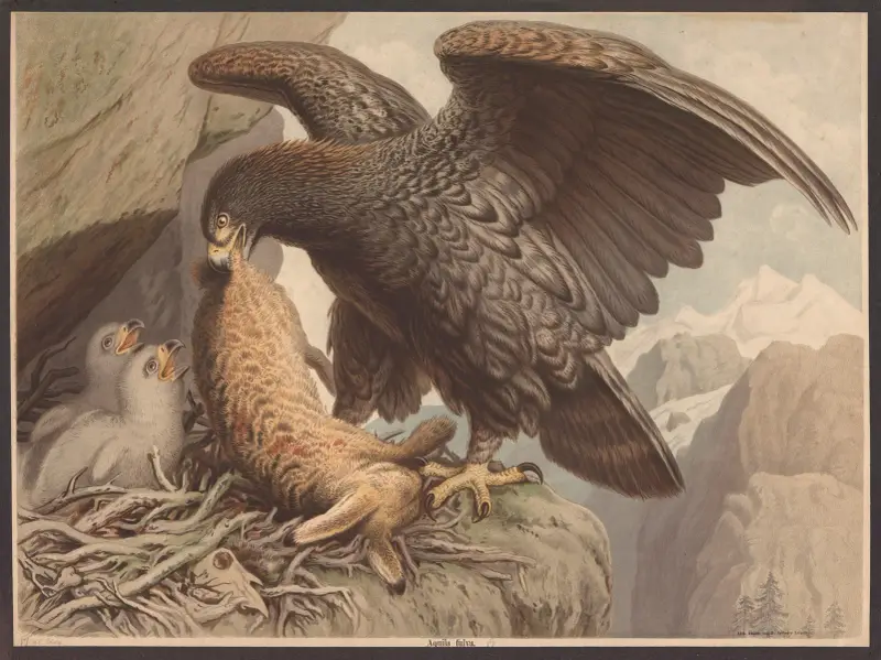 Steinadler von F. E. Wachsmuth