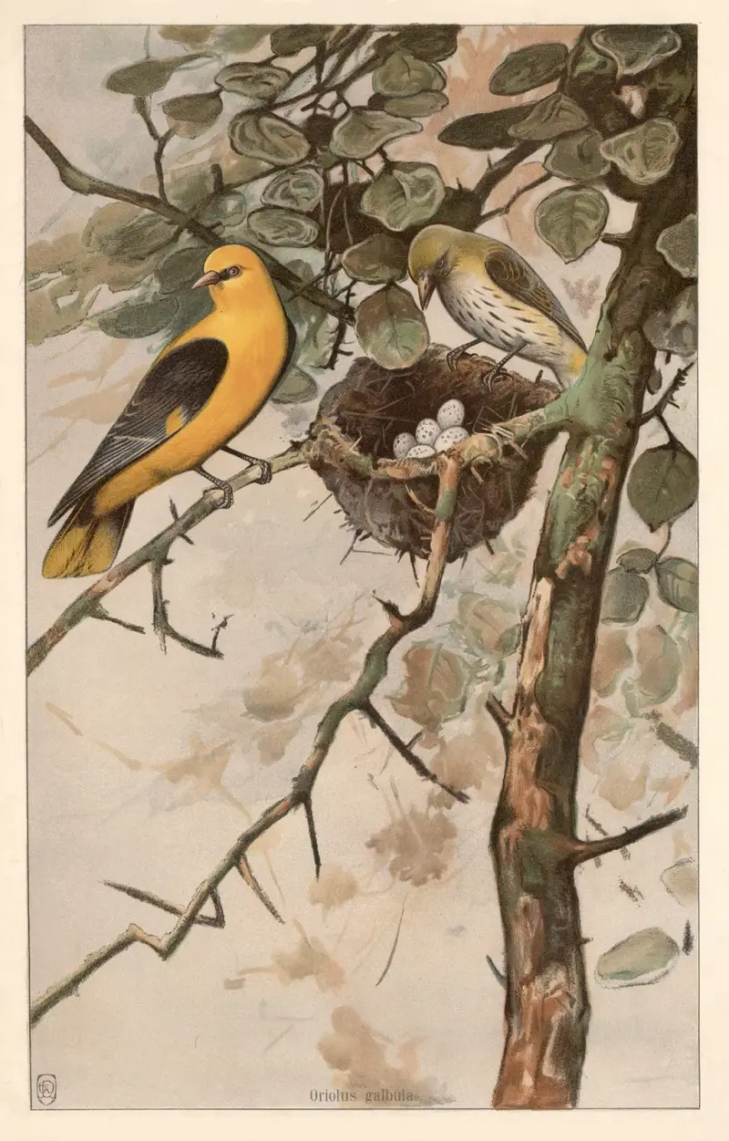 Sommargylling (Oriolus Galbula) av F. E. Wachsmuth