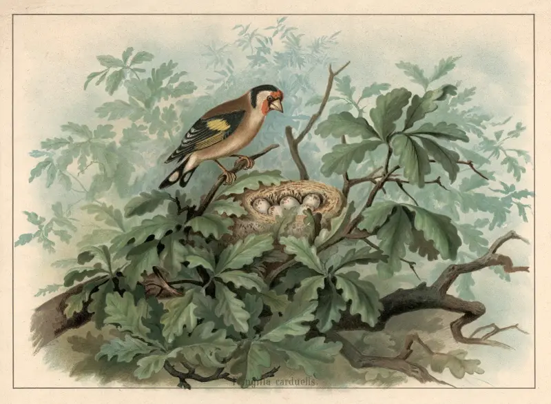 Goldfinch (Fringilla carduelis) av F. E. Wachsmuth