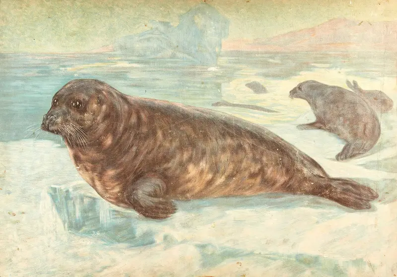 Harp seal av F. E. Wachsmuth