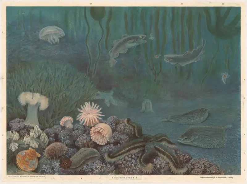 Marine fauna I av F. E. Wachsmuth