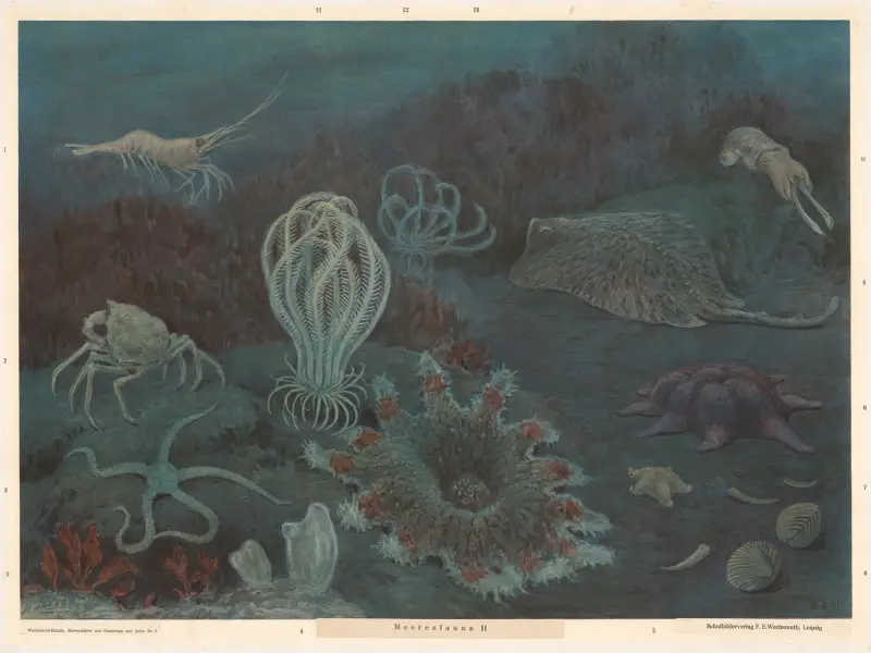 Marine fauna II av F. E. Wachsmuth