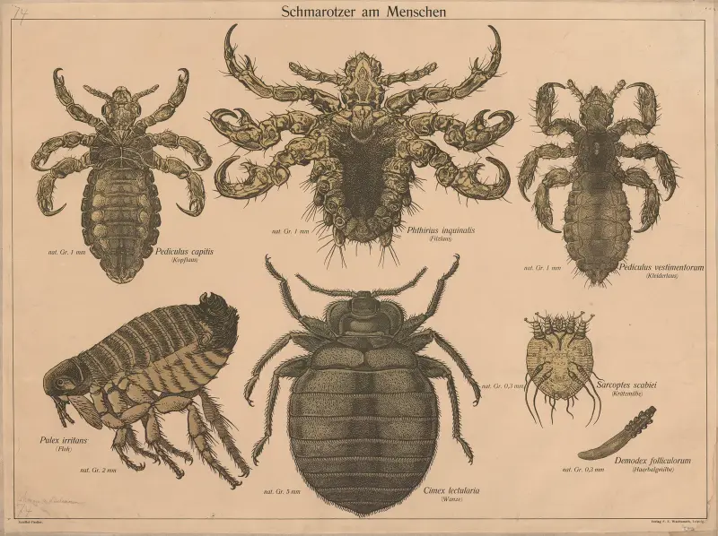 Paraziti, F. E. Wachsmuth
