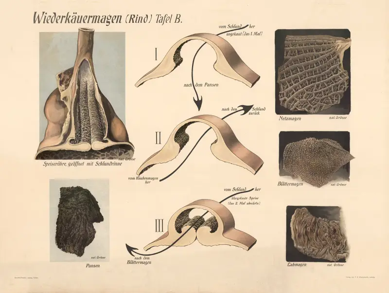 Přežvýkavcův žaludek (skot), 1907 – č. 1, F. E. Wachsmuth