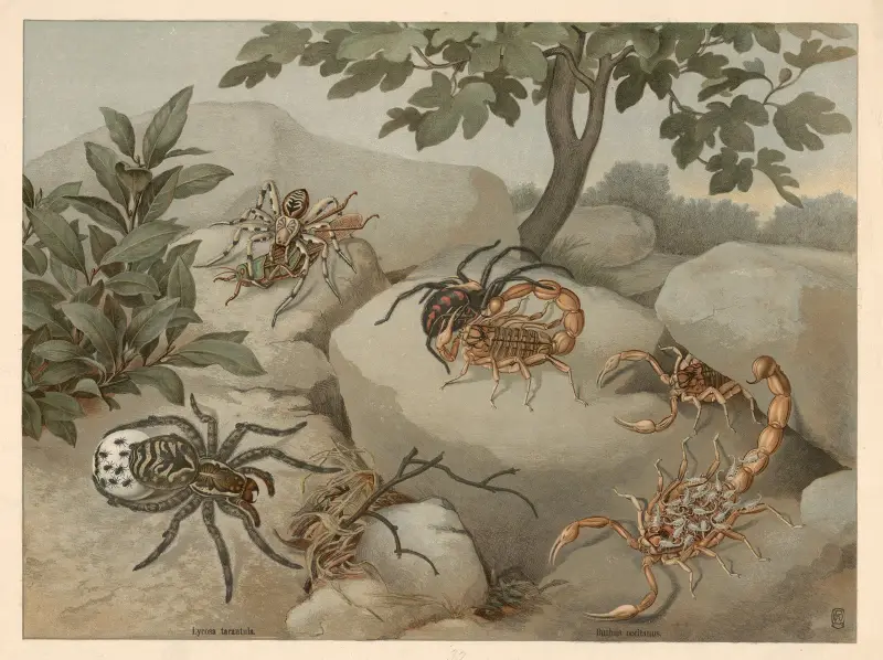 Skorpion och tarantel av F. E. Wachsmuth