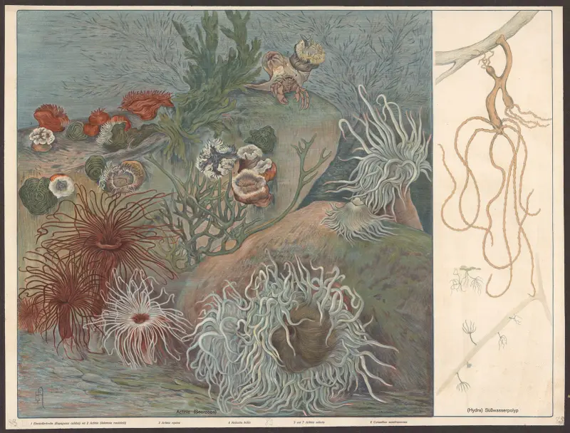 Havsanemoner (Actinia), sötvattenpolyper (Hydra) av F. E. Wachsmuth