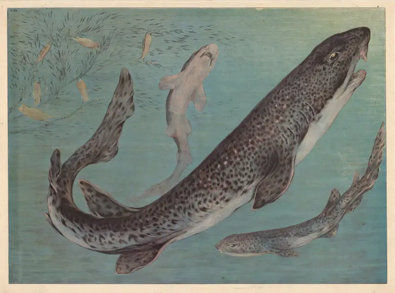 Shark av F. E. Wachsmuth