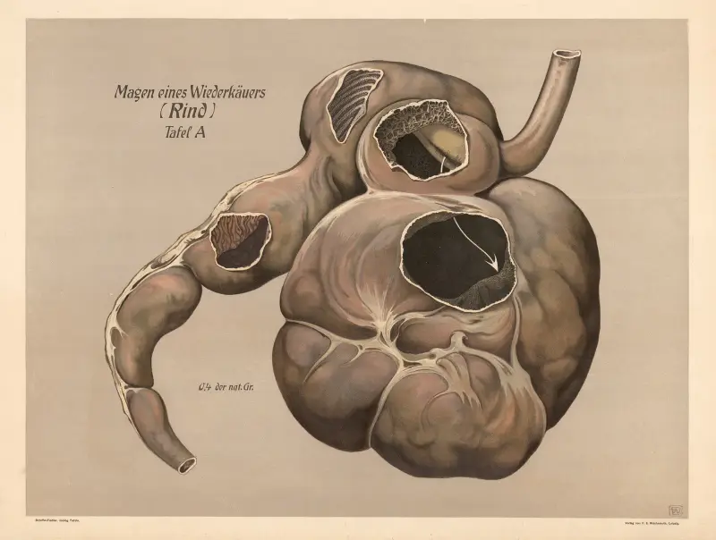 Stomach of a ruminant (cattle) av F. E. Wachsmuth