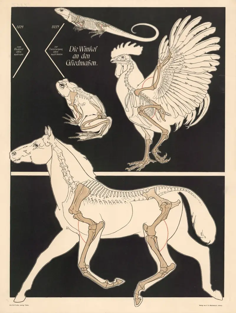 The angles of the limbs av F. E. Wachsmuth