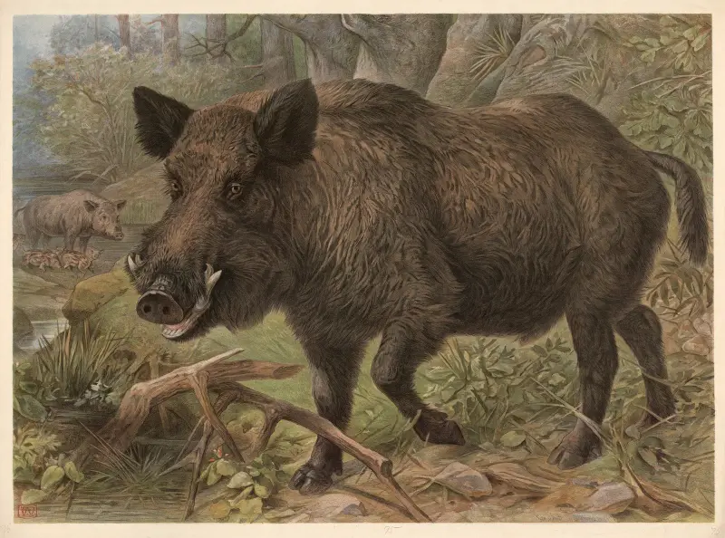 Vildsvin (Sus scrofa) av F. E. Wachsmuth