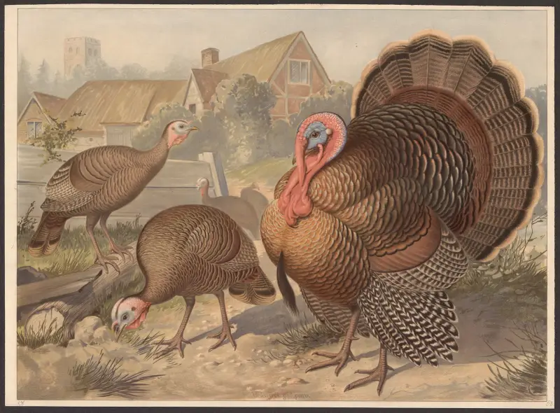 Kalkon (Meleagris gallopavo) av F. E. Wachsmuth