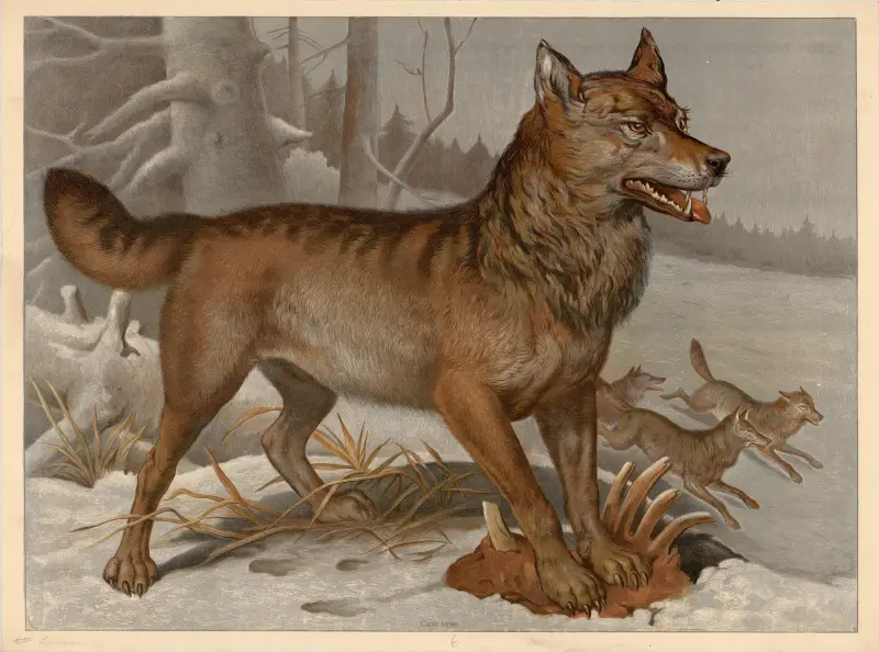 Wolf von F. E. Wachsmuth
