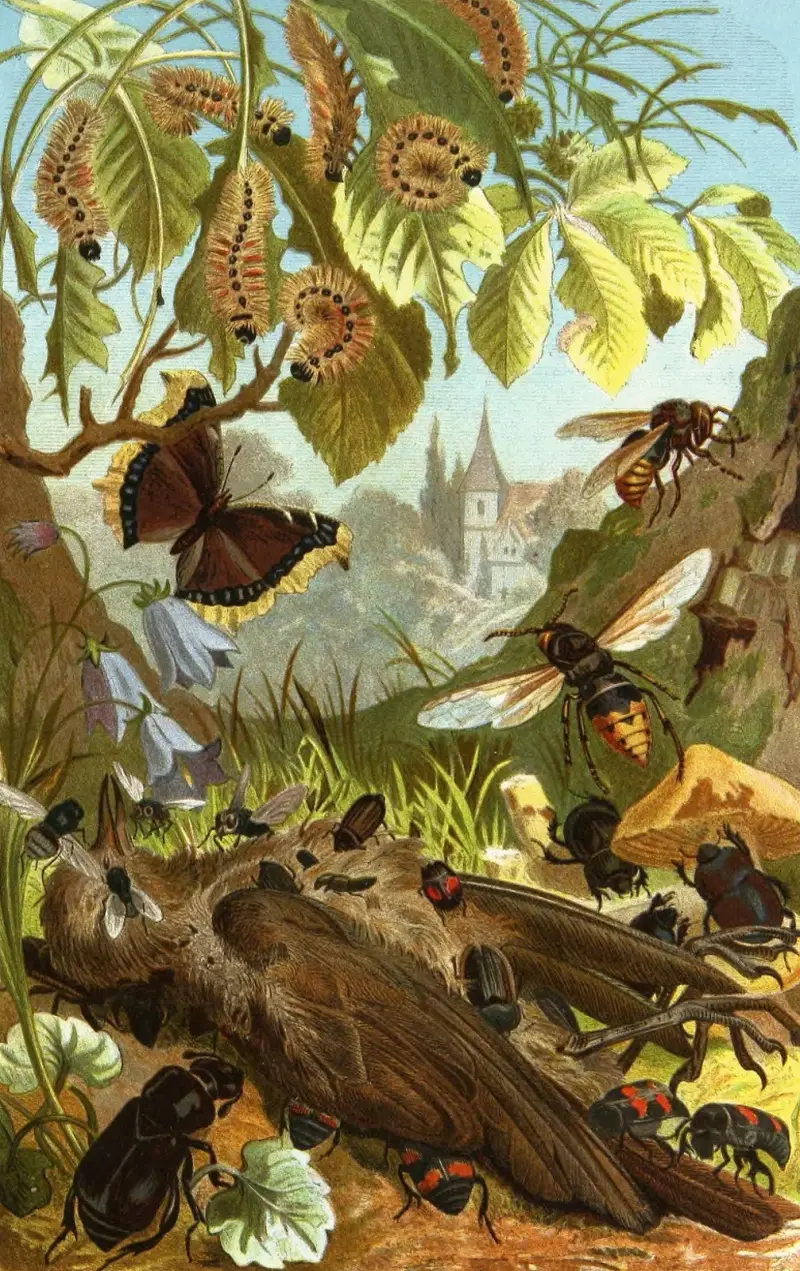 Die Insekten, Tausendfüssler und Spinnen Pl 03 av Alfred Edmund Brehm