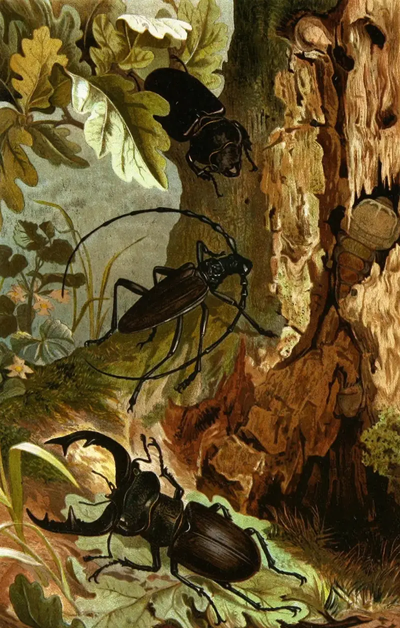 Insekter, tusenfotingar och spindlar, plansch 5 av Alfred Edmund Brehm
