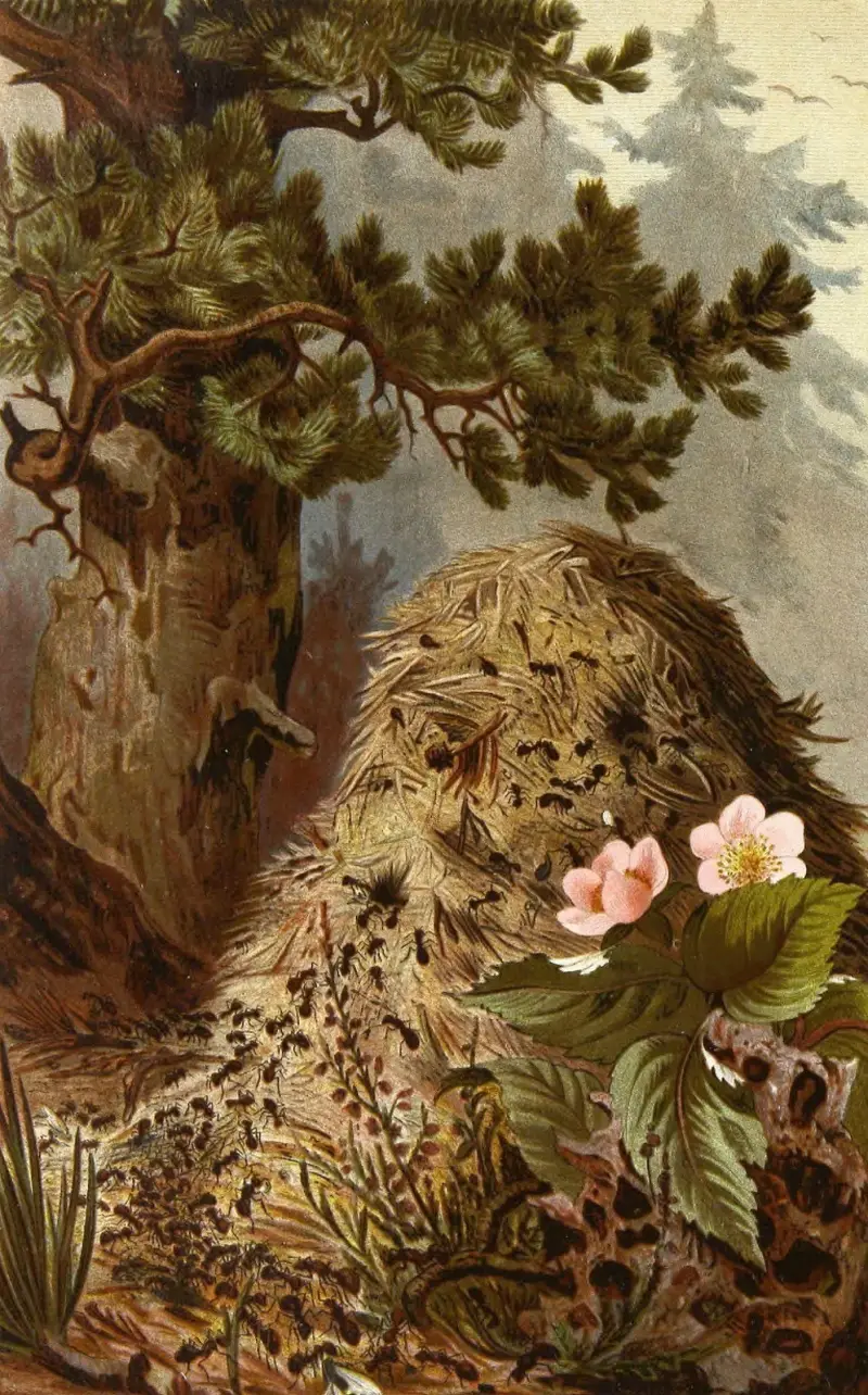 Insekter, tusenfotingar och spindlar, plansch 9 av Alfred Edmund Brehm