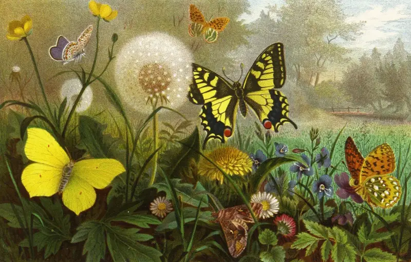 Die Insekten, Tausendfüssler und Spinnen Pl 10 av Alfred Edmund Brehm