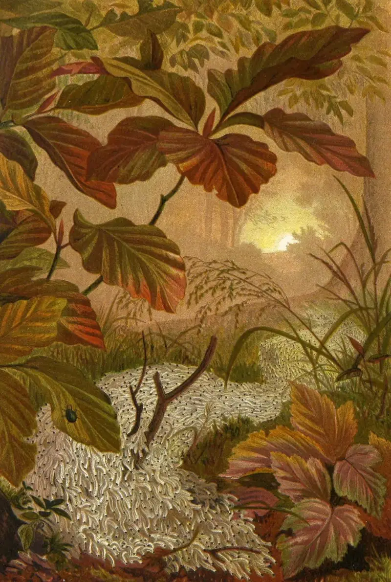 Die Insekten, Tausendfüssler und Spinnen Pl 12 av Alfred Edmund Brehm