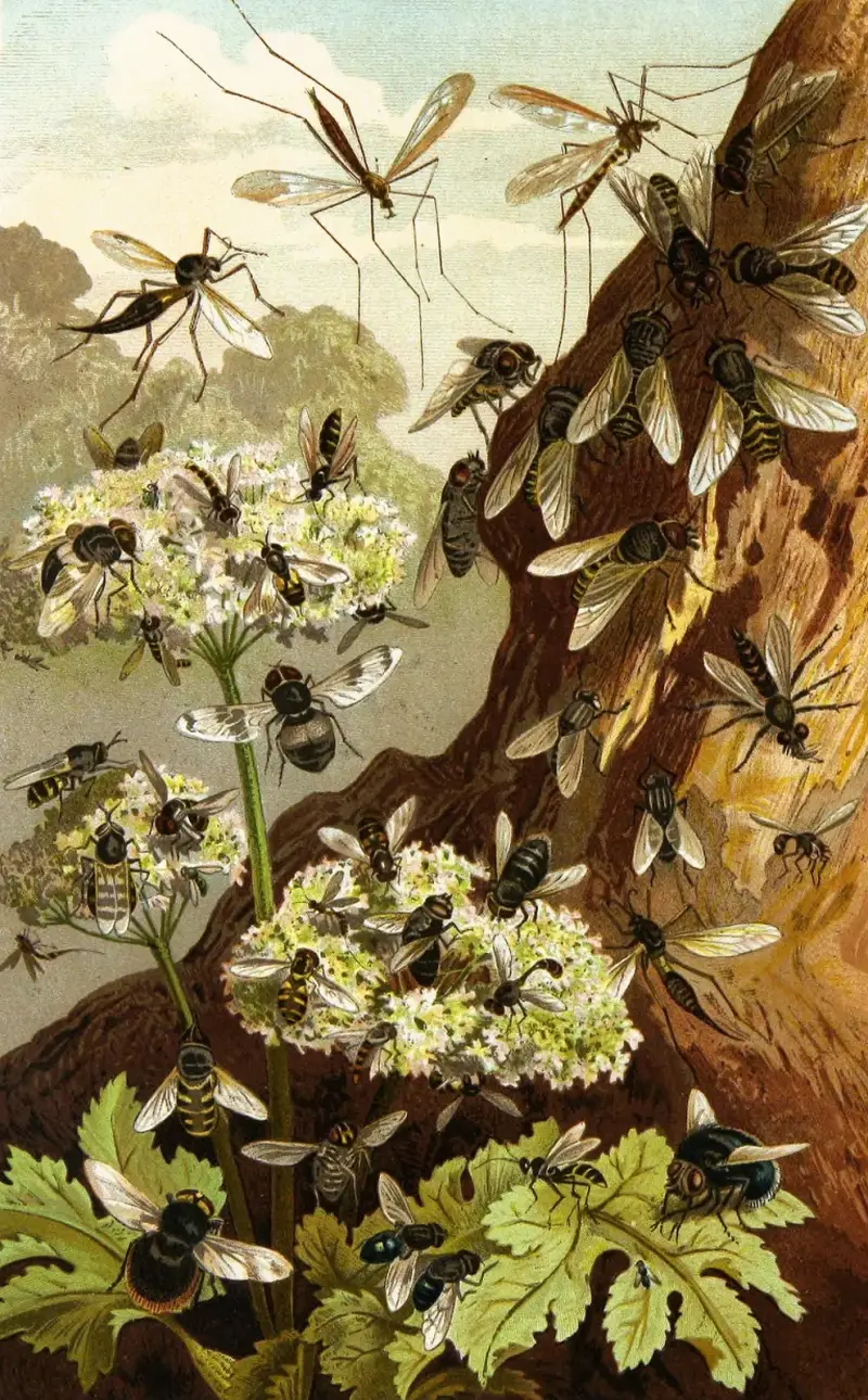 Die Insekten, Tausendfüssler und Spinnen Pl 13 av Alfred Edmund Brehm