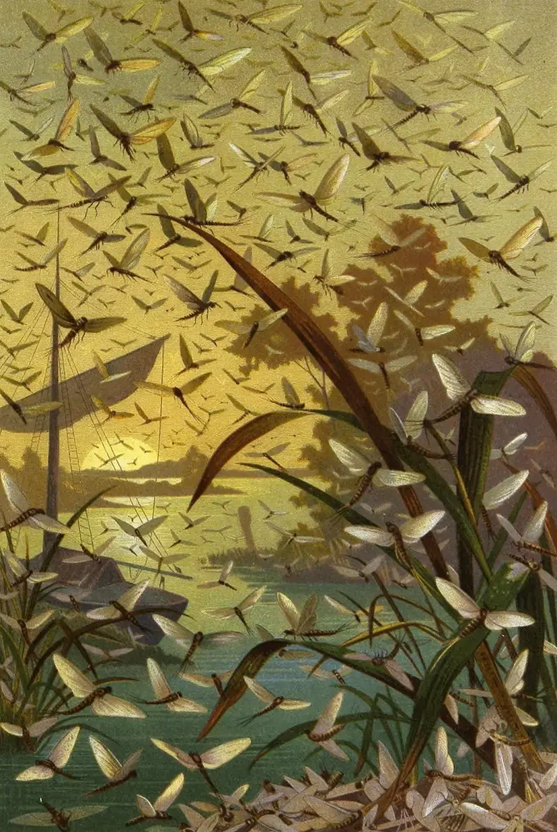 Die Insekten, Tausendfüßler und Spinnen Pl 14 von Alfred Edmund Brehm