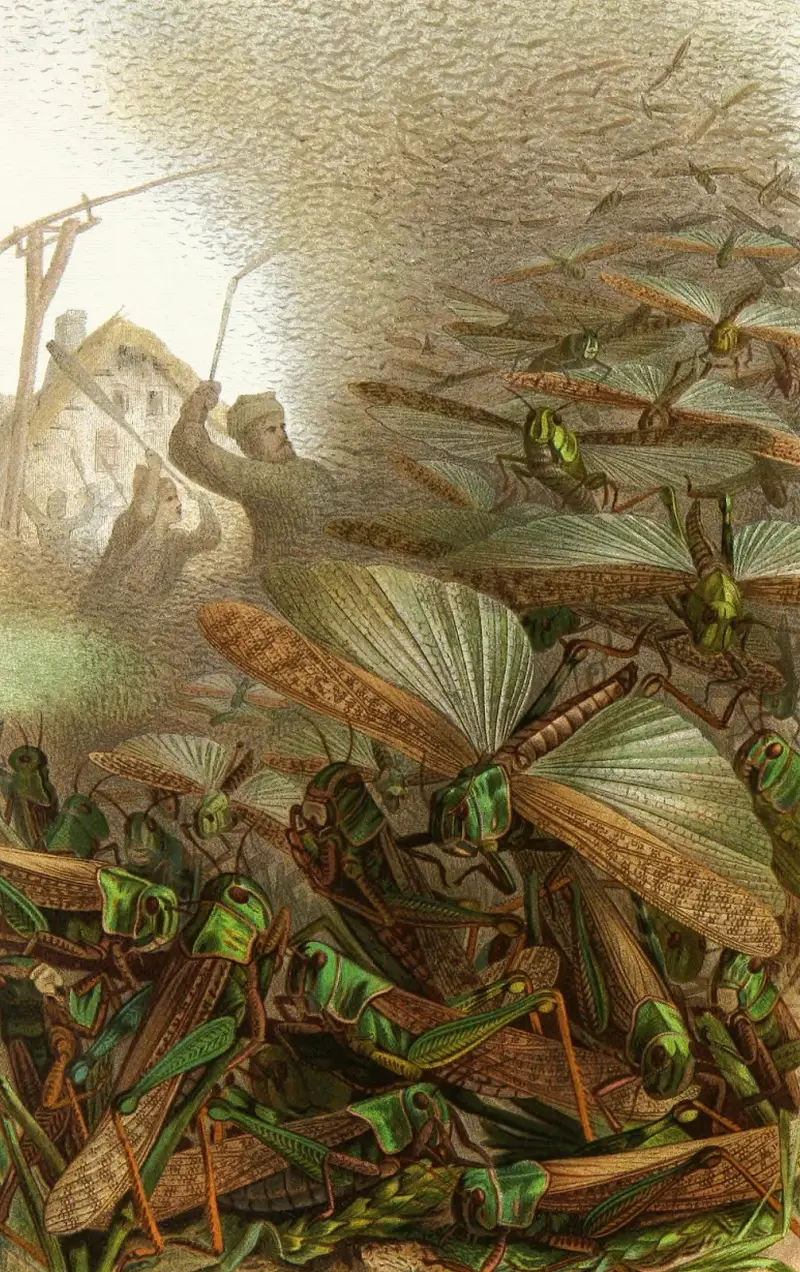 Die Insekten, Tausendfüssler und Spinnen Pl 17 av Alfred Edmund Brehm