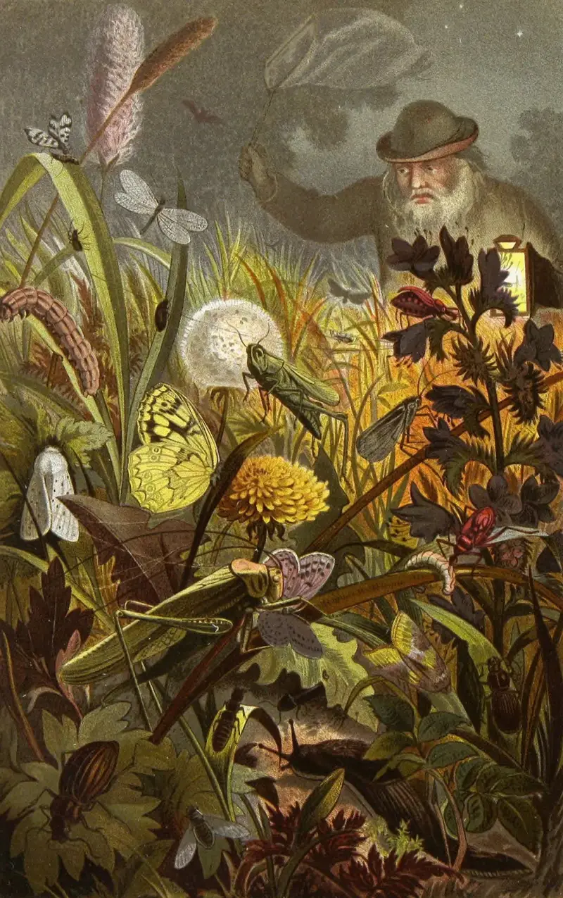 Die Insekten, Tausendfüssler und Spinnen Pl 18 av Alfred Edmund Brehm