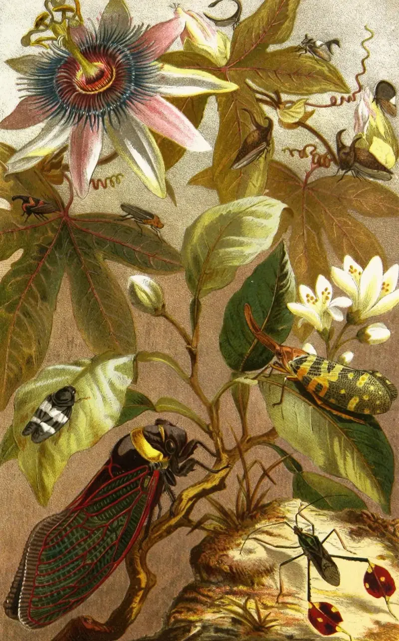 Die Insekten, Tausendfüßler und Spinnen Pl 19 von Alfred Edmund Brehm