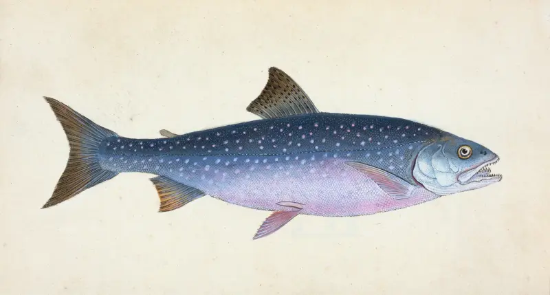 Alpine Charr, Salmo alpinus av Edward Donovan