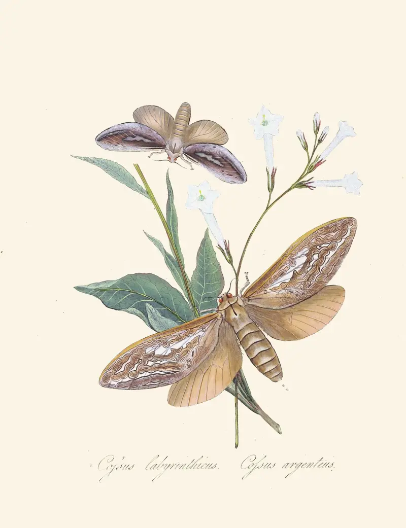 Ein Abriss der Naturgeschichte der Insekten von Neuholland, Neuseeland Taf. 37 von Edward Donovan
