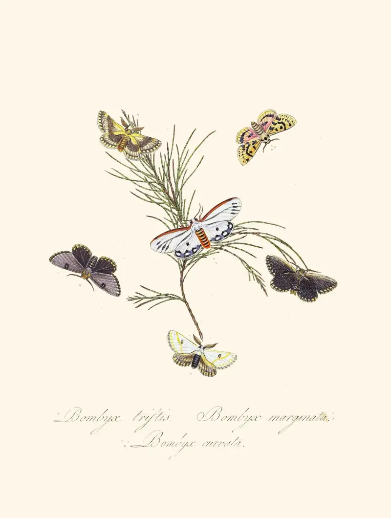 Ein Abriss der Naturgeschichte der Insekten von Neuholland, Neuseeland Taf. 33 von Edward Donovan