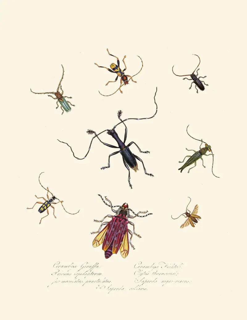 Abriss der Naturgeschichte der Insekten von Neuholland und Neuseeland, Taf. 4 von Edward Donovan
