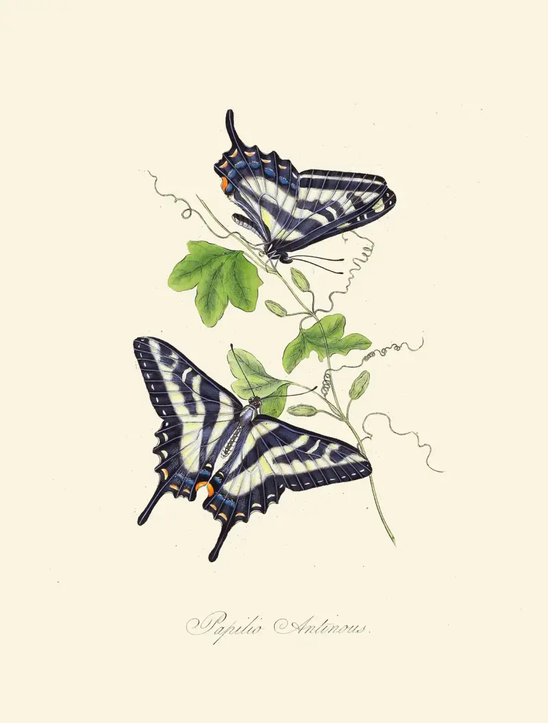 Zarys historii naturalnej owadów Nowej Holandii, Nowej Zelandii, tabl. 15, Edward Donovan