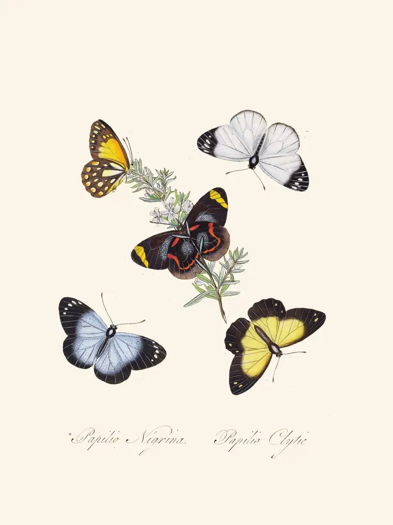 Ein Abriss der Naturgeschichte der Insekten von Neuholland und Neuseeland, Tafel 18 von Edward Donovan