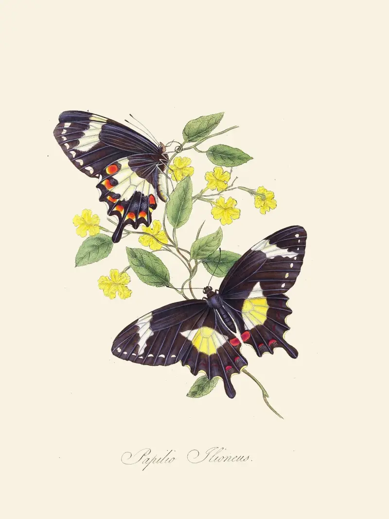 Ein Abriss der Naturgeschichte der Insekten von Neuholland, Neuseeland Taf. 12 von Edward Donovan