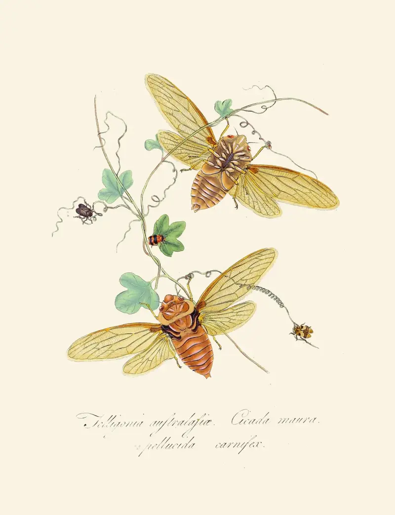Ein Abriss der Naturgeschichte der Insekten von Neuholland und Neuseeland, Tafel 9 von Edward Donovan