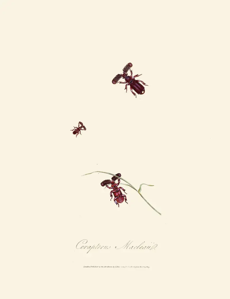 Ein Abriss der Naturgeschichte der Insekten von Neuholland und Neuseeland, Taf. 02 von Edward Donovan