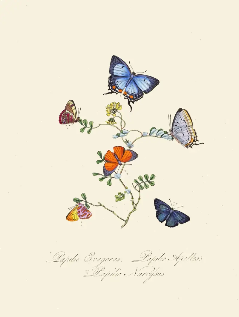 Ett sammandrag av naturalhistorien för insekter från Nya Holland, Nya Zeeland, pl. 29 av Edward Donovan