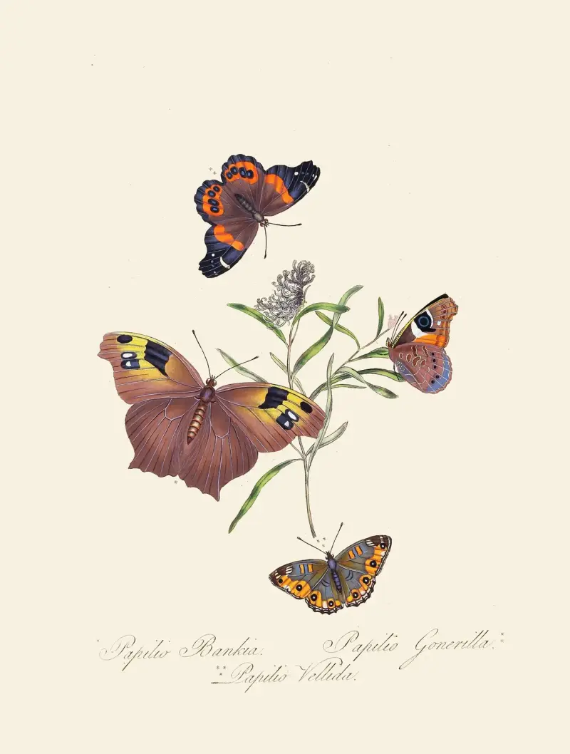 Ein Abriss der Naturgeschichte der Insekten von Neuholland, Neuseeland Taf. 24 von Edward Donovan