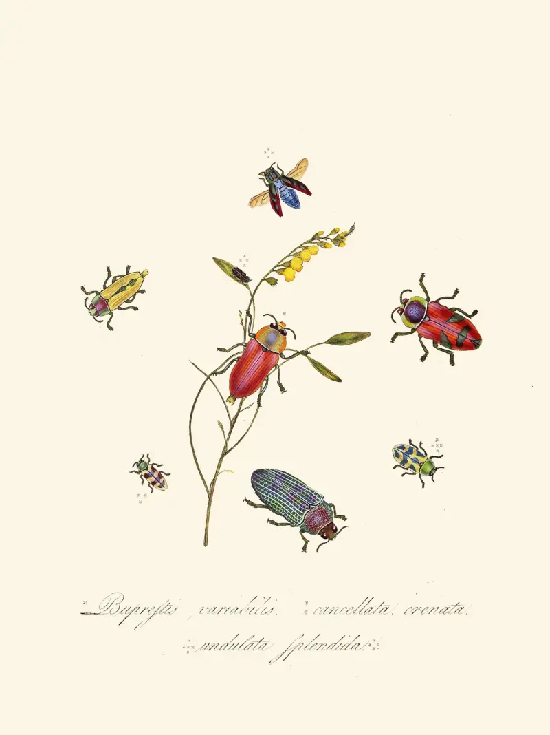 Ein Abriss der Naturgeschichte der Insekten von Neuholland und Neuseeland, Taf. 6 von Edward Donovan