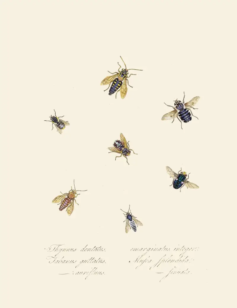 Abriss der Naturgeschichte der Insekten von Neuholland und Neuseeland, Tafel 40 von Edward Donovan