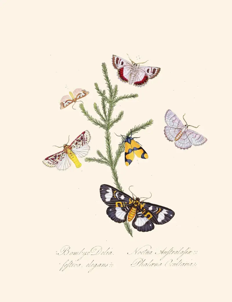 Zarys historii naturalnej owadów Nowej Holandii, Nowej Zelandii, tabl. 35, Edward Donovan